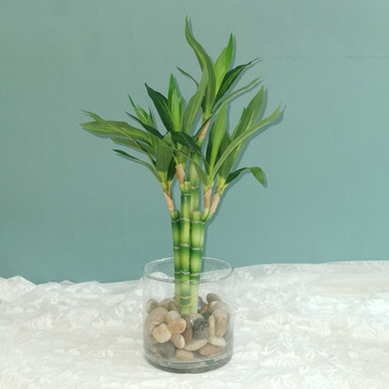 New 40cm rFtificial Lucky Bamb - Aquarium Fish Saltwater บทวิจารณ์และราคา