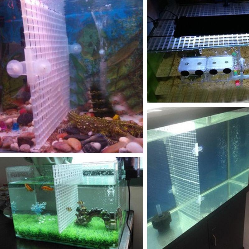 Aquarium Bottom Plate Fish for - Aquarium Fish For Sale บทวิจารณ์และราคา