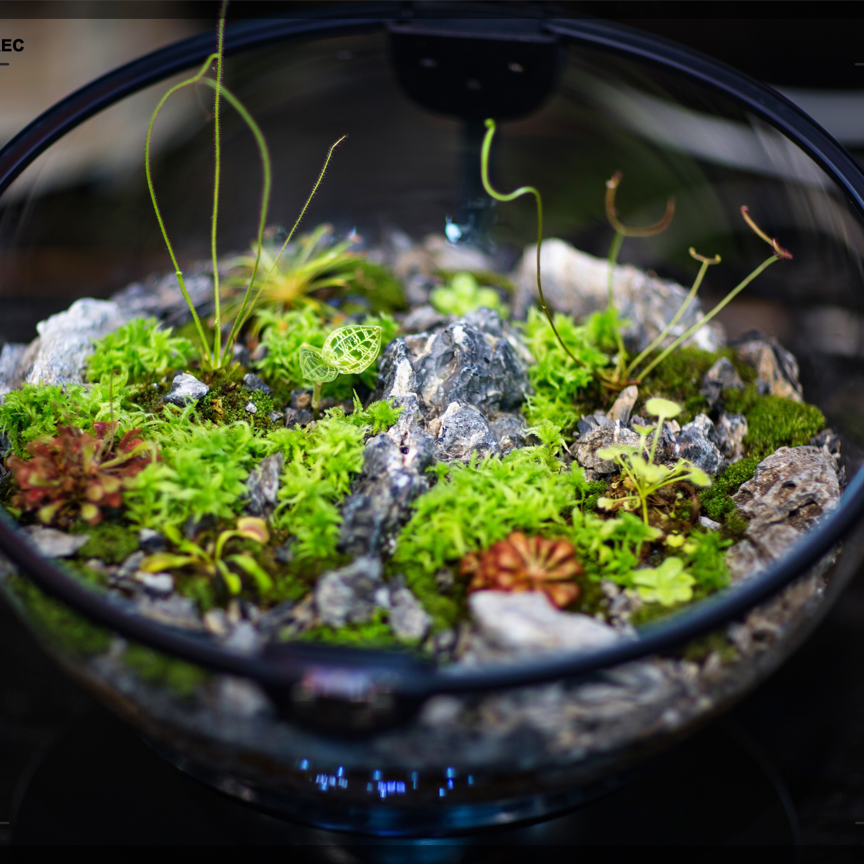 Hot Sales Acrylic Material  Ba - Aquarium Fish For Sale บทวิจารณ์และราคา