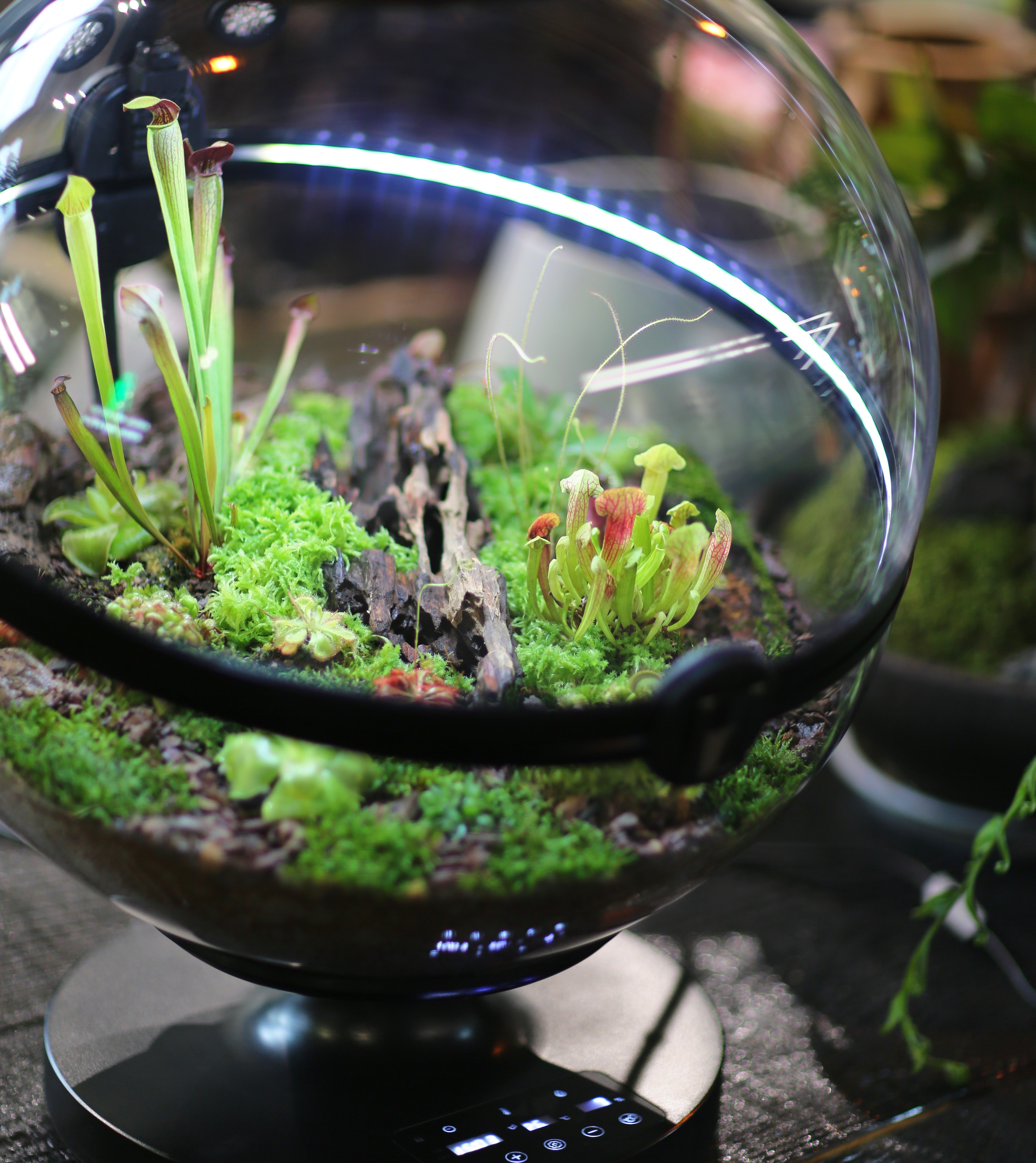 Hot Sales Acrylic Material  Ba - Aquarium Fish For Sale บทวิจารณ์และราคา