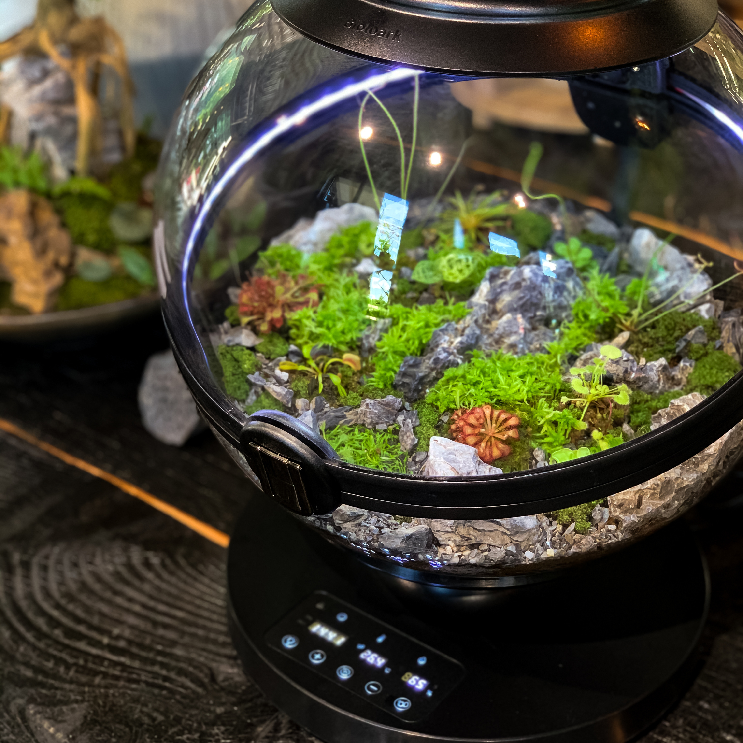 Hot Sales Acrylic Material  Ba - Aquarium Fish For Sale บทวิจารณ์และราคา