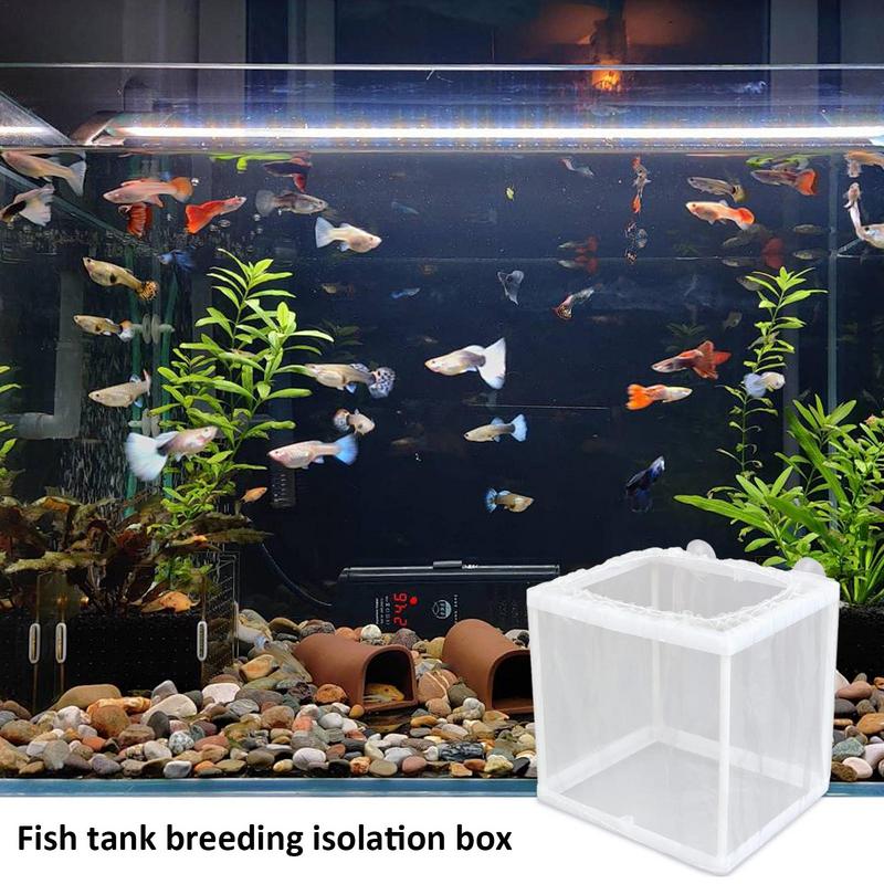 Fish Breeder Box with Suction, - Aquarium Fish For Sale บทวิจารณ์และราคา